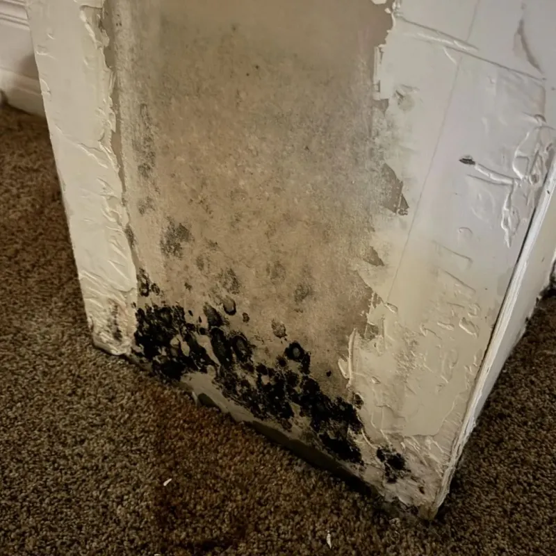 Professional Mold Removal in Grady County, GA